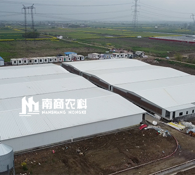 南商農科：江蘇常州規模70000頭育肥豬場