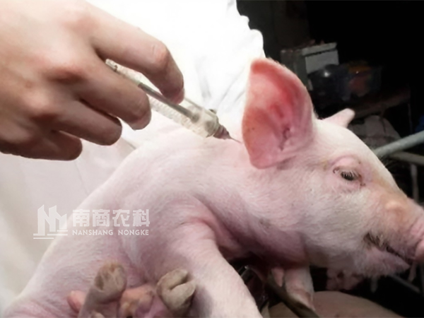秋冬季養豬口蹄疫怎么做預防效果最好？