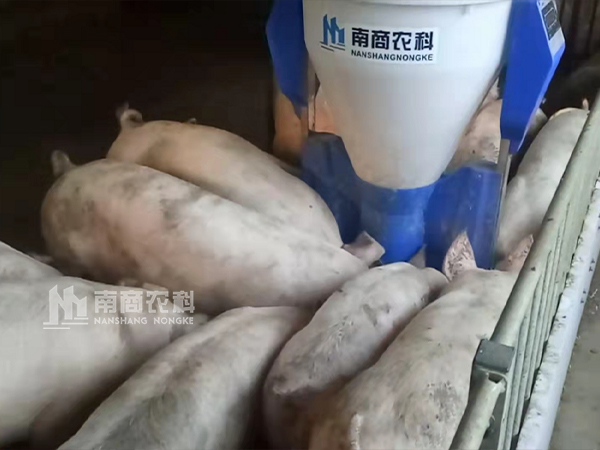 傳統料槽VS智能粥料器，養豬效益能否”彎道超車“？