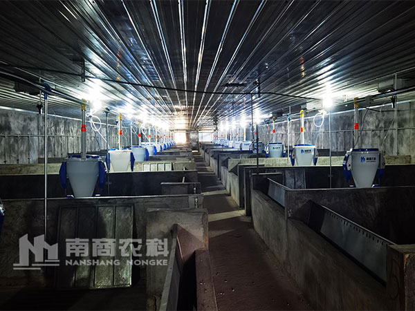 飼喂方案怎么定，養豬高效又節??？