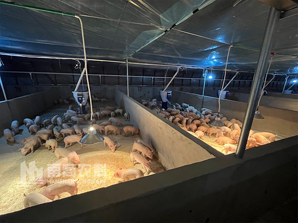 為什么國外規(guī)模化豬場大多用粥料喂豬？