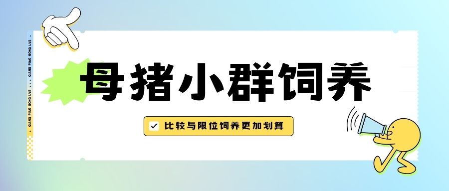 比較與限位飼養(yǎng)的優(yōu)劣，母豬小群飼養(yǎng)更加劃算
