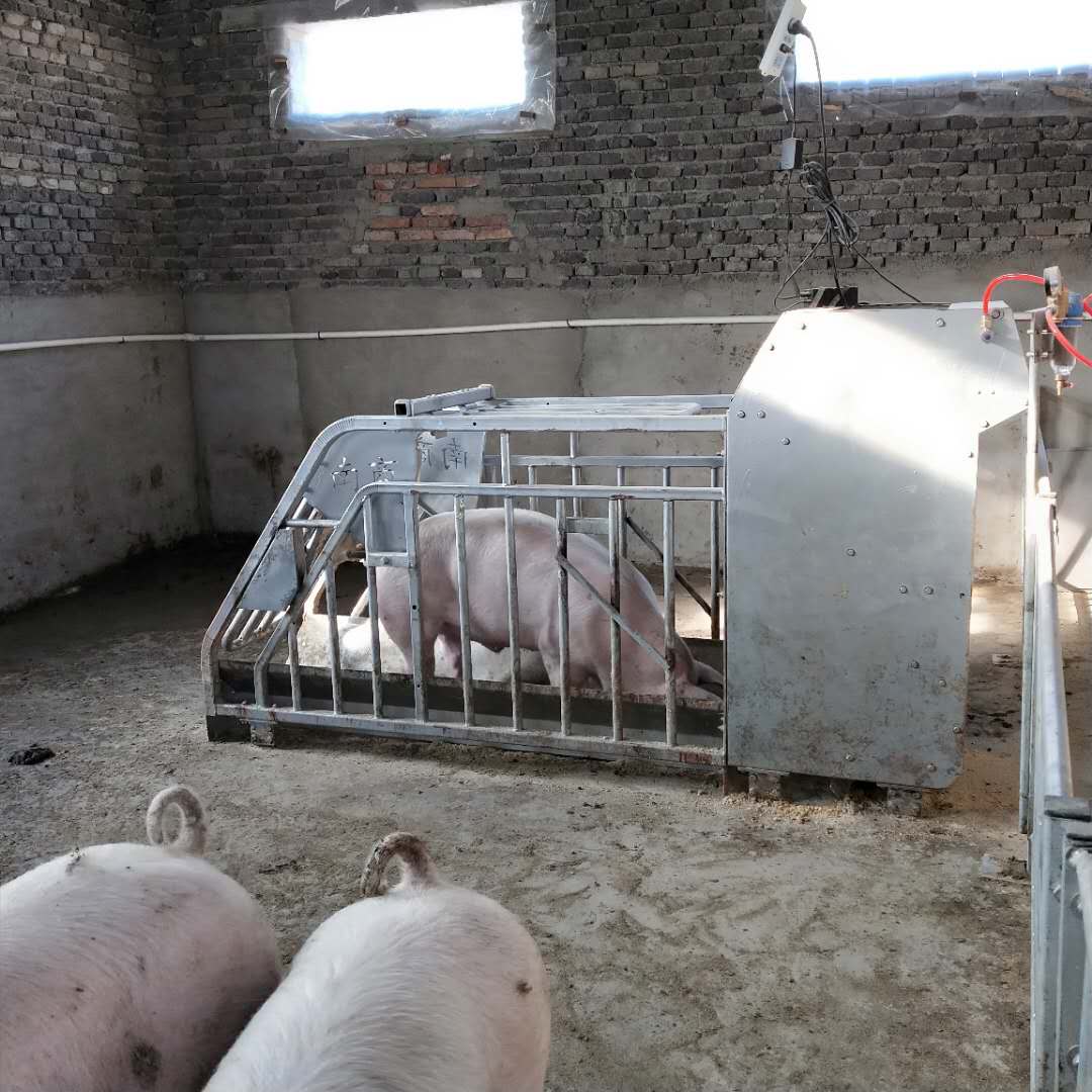 母豬小群養模式：讓養殖更科學、更高效